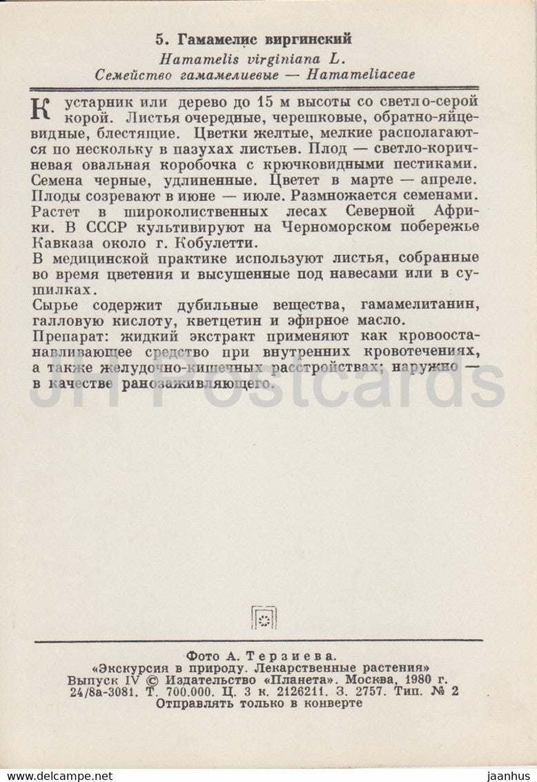 Hamamélis américain - Hamamelis virginiana - Plantes médicinales - 1980 - Russie URSS - inutilisé