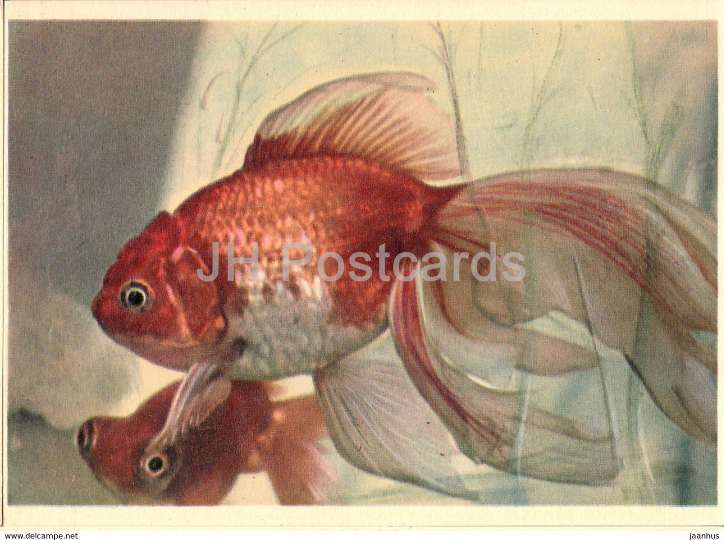 Fish - fishes - Moscow Zoo - 1963 - Russia USSR - unused - JH Postcards