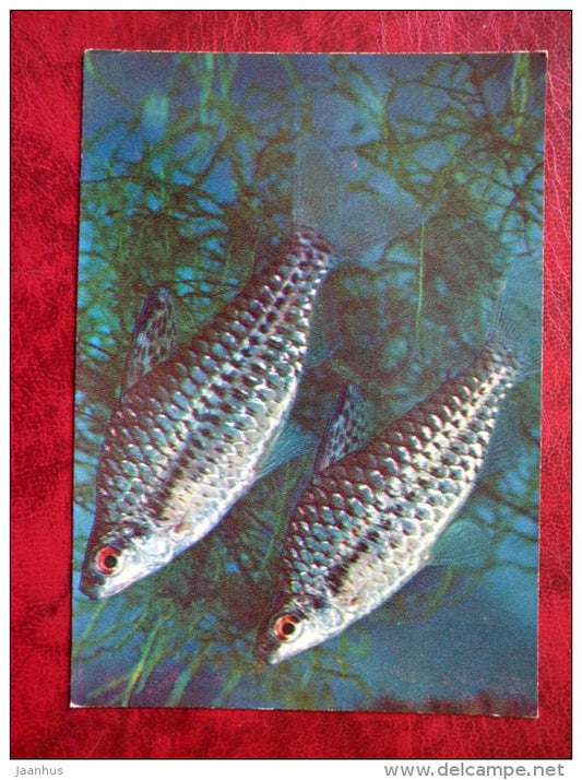 Spotted Headstander - Chilodus punctatus - aquarium fish - 1980 - Russia USSR - unused - JH Postcards