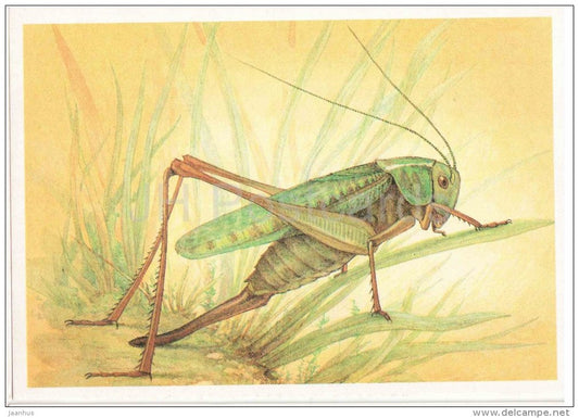 Wart-biter , Decticus verrucivorus - Grasshopper - Cricket - insects - 1990 - Russia USSR - unused - JH Postcards