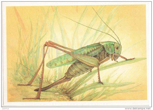 Wart-biter , Decticus verrucivorus - Grasshopper - Cricket - insects - 1990 - Russia USSR - unused - JH Postcards