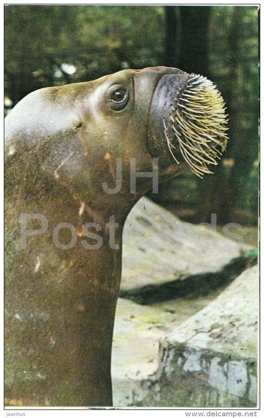 Walrus - Odobenus rosmarus - Zoo - 1976 - Russia USSR - unused - JH Postcards