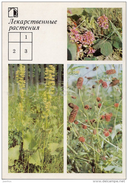 Siberian Tea - Great Burnet - Medicinal Plants - Herbs - 1988 - Russia USSR - unused - JH Postcards