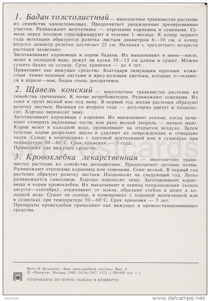 Siberian Tea - Great Burnet - Medicinal Plants - Herbs - 1988 - Russia USSR - unused - JH Postcards