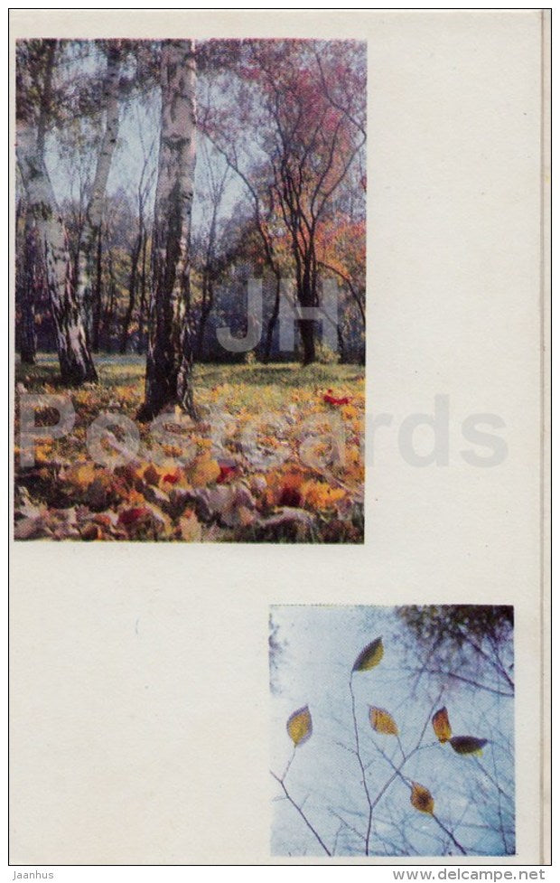 Golden Autumn - birch - Seasons - 1968 - Russia USSR - unused - JH Postcards