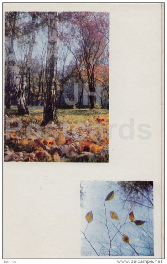 Golden Autumn - birch - Seasons - 1968 - Russia USSR - unused - JH Postcards