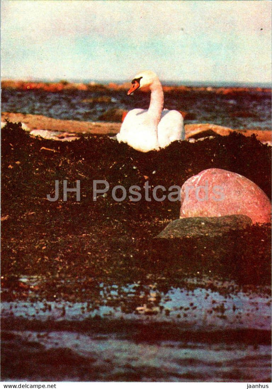 Lahemaa - A swan's nest on the seashore of Tapurla - birds - 1 - 1978 - Estonia USSR - unused - JH Postcards