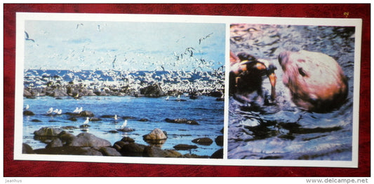 seagulls - birds - sea â€‹â€‹otter - Komandorski Commander islands - 1975 - Russia USSR - unused - JH Postcards