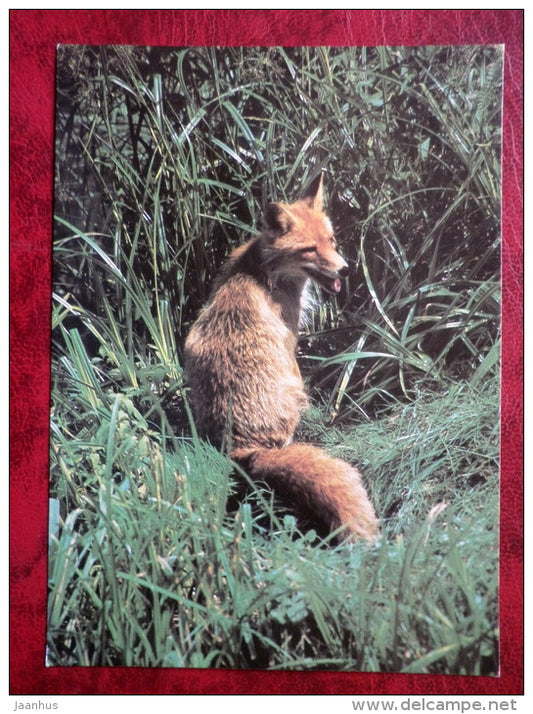 Red Fox - Vulpes vulpes - animals - 1986 - Russia - USSR - used - JH Postcards