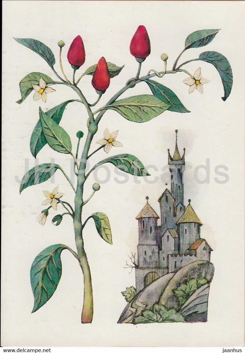 Red Pepper - Spice Plants - 1986 - Russia USSR - unused - JH Postcards