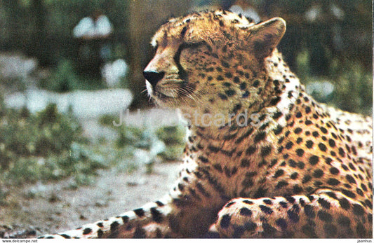Cheetah - Acinonyx jubatus - Moscow Zoo - animals - 1973 - Mexico - unused - JH Postcards