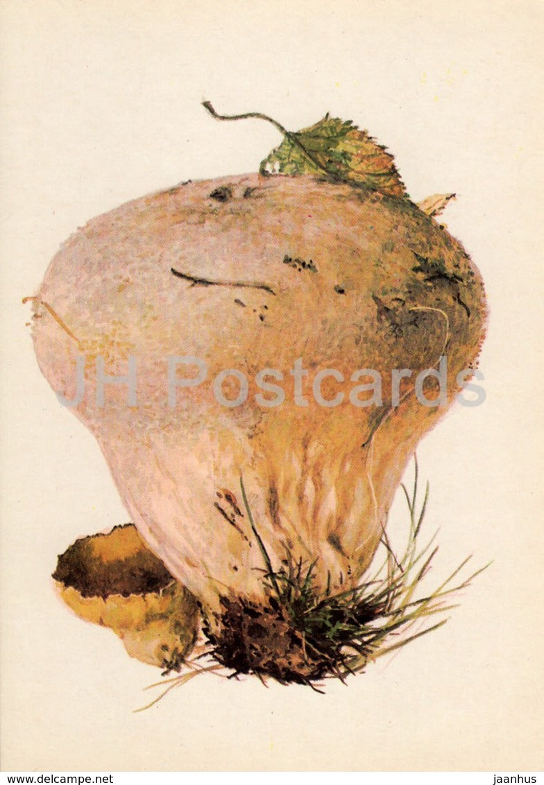 Puffball - Handkea utriformis - illustration by A. Shipilenko - Mushrooms - 1976 - Russia USSR - unused - JH Postcards