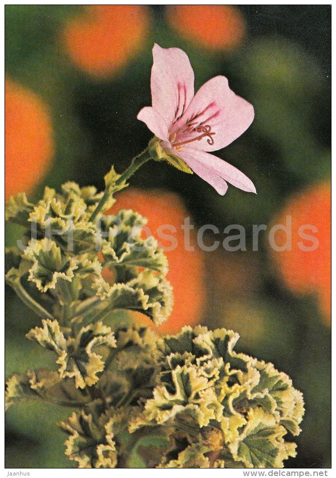 Crispum variegates - flowers - Geranium - 1985 - Czech - Czechoslovakia - unused - JH Postcards