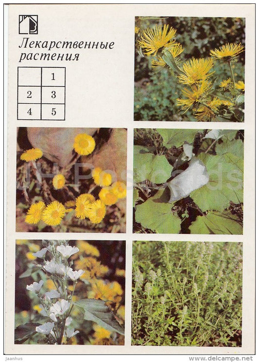 Elecampane - Coltsfoot - Marsh mallow - Breckland thyme - Medicinal Plants - Herbs - 1988 - Russia USSR - unused - JH Postcards