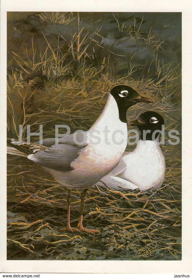 Relict gull - Ichthyaetus relictus - birds - 1987 - Russia USSR - unused