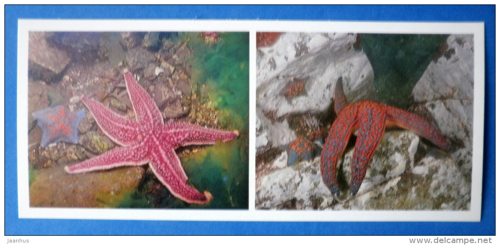 Northern Pacific seastar , Asterias amurensis - starfish - Japanese sea - 1977 - Russia USSR - unused - JH Postcards