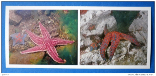 Northern Pacific seastar , Asterias amurensis - starfish - Japanese sea - 1977 - Russia USSR - unused - JH Postcards