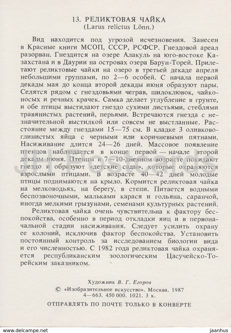 Reliktmöwe - Ichthyaetus relictus - Vögel - 1987 - Russland UdSSR - unbenutzt