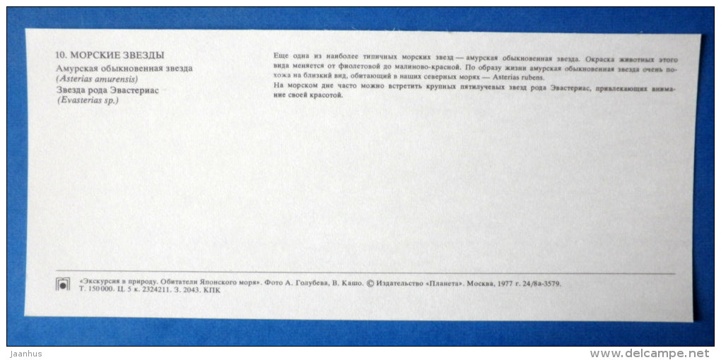 Northern Pacific seastar , Asterias amurensis - starfish - Japanese sea - 1977 - Russia USSR - unused - JH Postcards