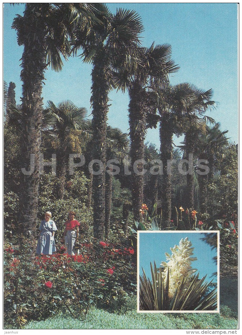 Palm trees in the Lower Park - Yucca aloifolia - Nikitsky Botanical Garden - 1991 - Ukraine USSR - unused - JH Postcards