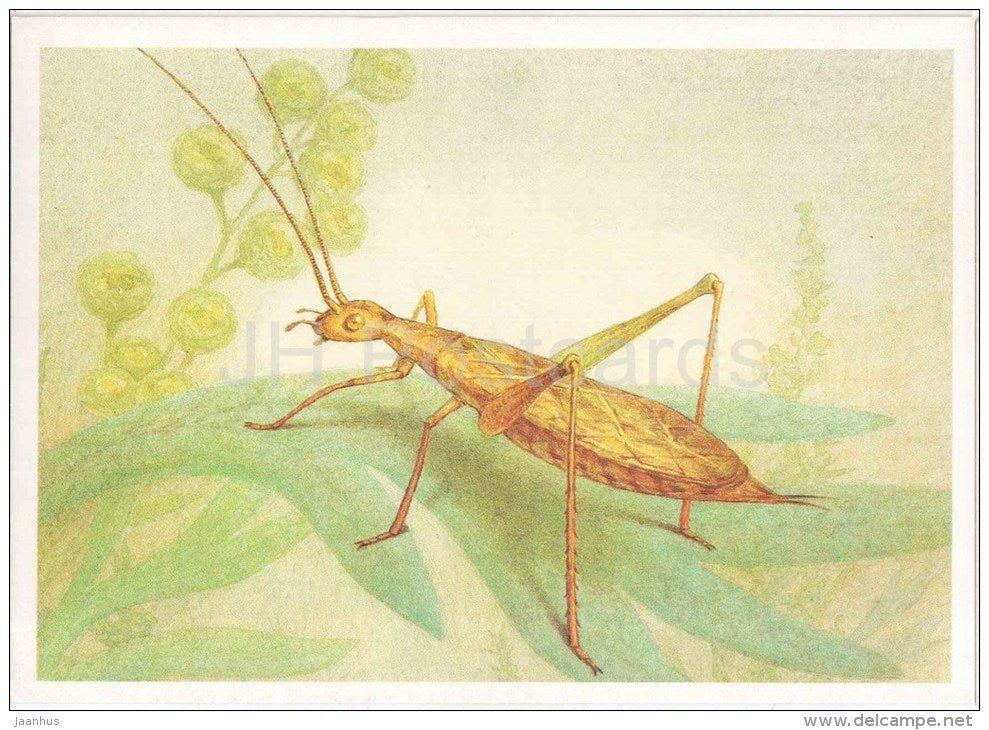 Italian Tree Cricket , Oecanthus pellucens - Grasshopper - Cricket - insects - 1990 - Russia USSR - unused - JH Postcards