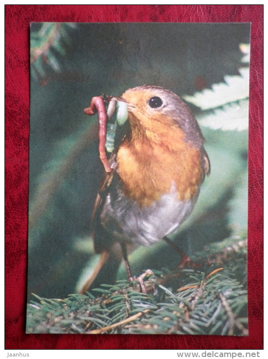 European Robin - Erithacus rubecula - birds - 1987 - Estonia - USSR - used - JH Postcards