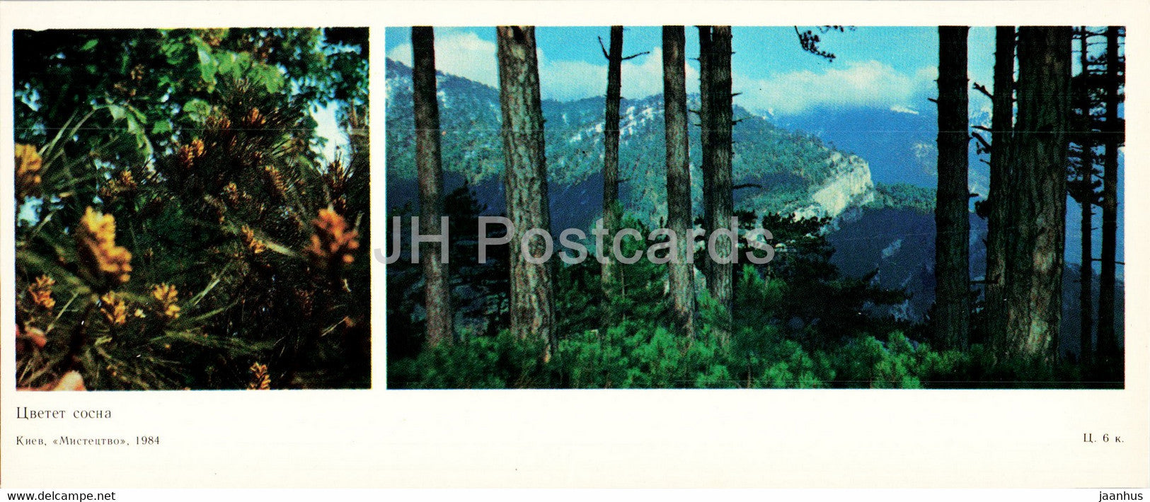 pine tree blossoms - protected places of Crimea - 1984 - Ukraine USSR - unused - JH Postcards