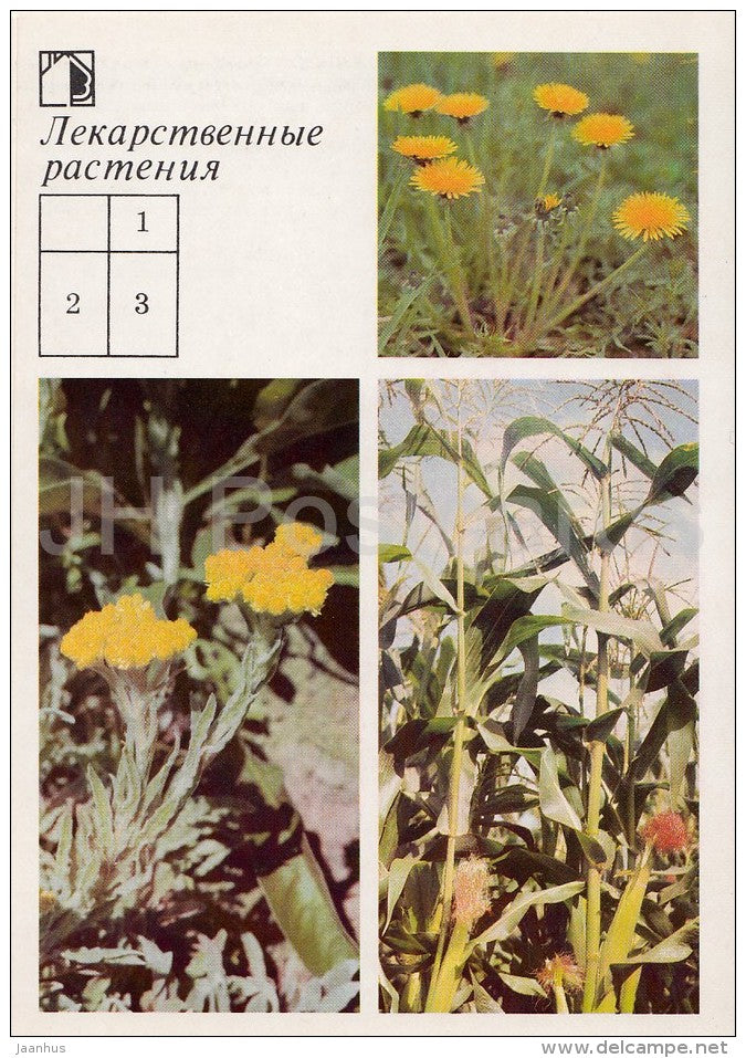 Common Dandelion - Dwarf everlast - Corn - Medicinal Plants - Herbs - 1988 - Russia USSR - unused - JH Postcards