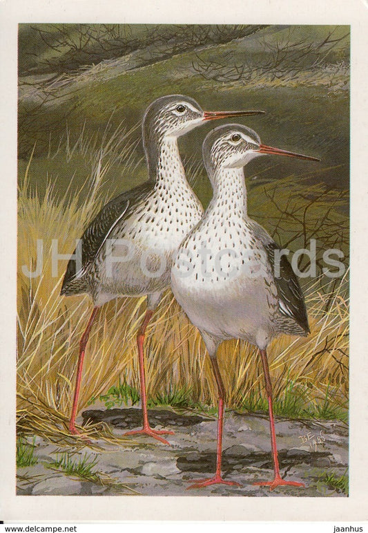 Common redshank - Tringa totanus - birds - 1987 - Russia USSR - unused
