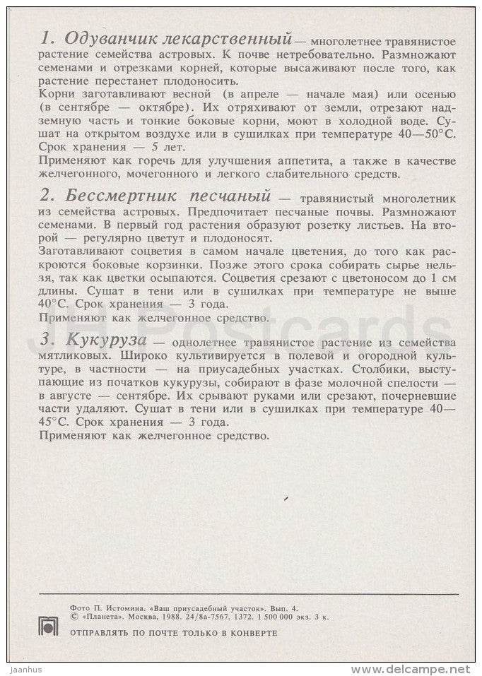 Common Dandelion - Dwarf everlast - Corn - Medicinal Plants - Herbs - 1988 - Russia USSR - unused - JH Postcards