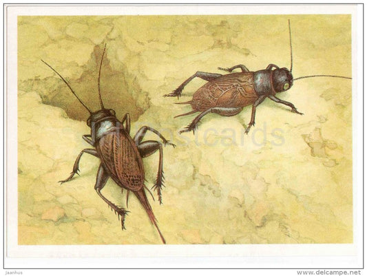 Field Cricket , Gryllus campestris - Grasshopper - Cricket - insects - 1990 - Russia USSR - unused - JH Postcards