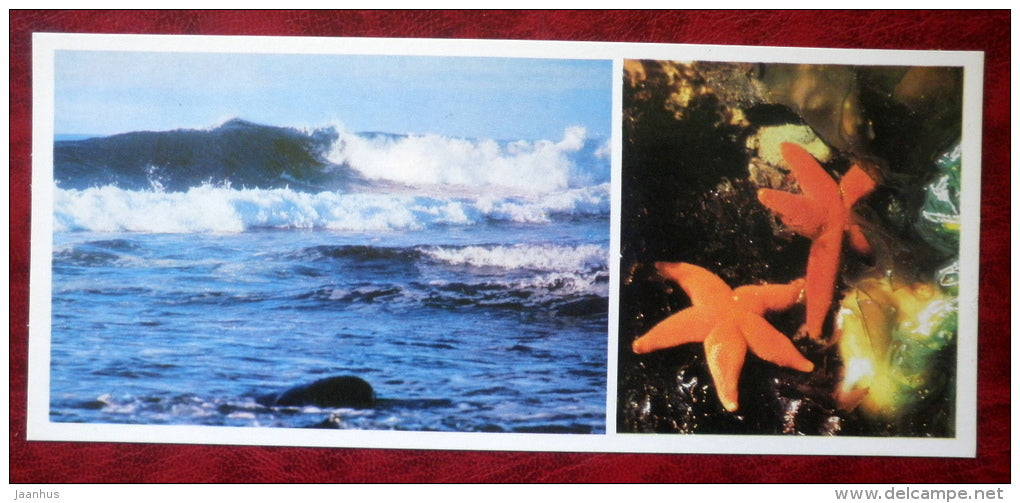 ocean - starfish - Komandorski Commander islands - 1975 - Russia USSR - unused - JH Postcards