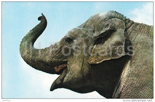 Asian elephant - Elephas maximus - Zoo - 1976 - Russia USSR - unused - JH Postcards