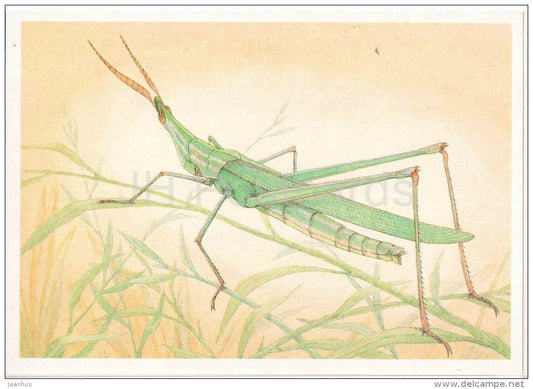 Arcida bicolor - Grasshopper - Cricket - insects - 1990 - Russia USSR - unused - JH Postcards