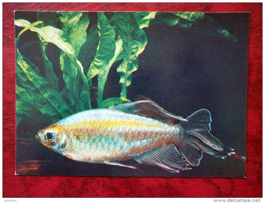 Congo tetra - Phenacogrammus interruptus - aquarium fish - 1980 - Russia USSR - unused - JH Postcards