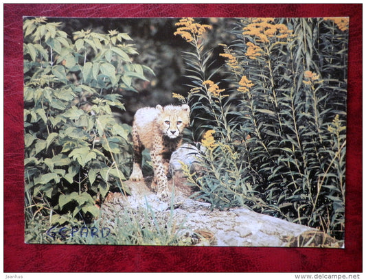 Cheetah - Acinonyx jubatus - animals - 1989 - Russia - USSR - used - JH Postcards