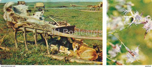 Fringed pink - Dianthus superbus - sled dogs - plants - Tundra in bloom - 1973 - Russia USSR - unused - JH Postcards