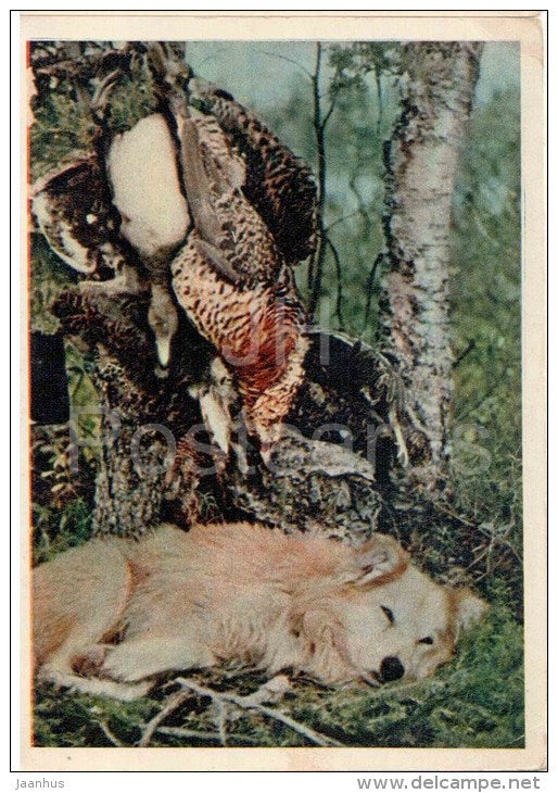 After the hunting day - dog - bird - 1958 - Russia USSR - unused - JH Postcards