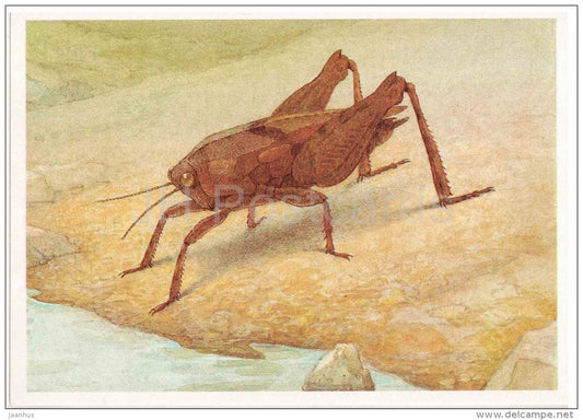 Tetrix bipunctata - Grasshopper - Cricket - insects - 1990 - Russia USSR - unused - JH Postcards