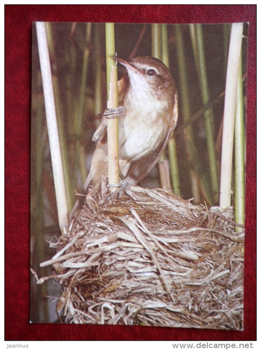 Great Reed Warbler - Acrocephalus arundinaceus - birds - 1987 - Estonia - USSR - unused - JH Postcards