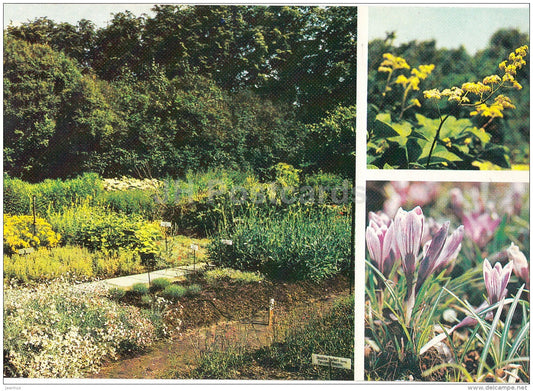 Rodgersia aesculifolia - Crocus vernus - Moscow Botanical Garden - 1988 - Russia USSR - unused - JH Postcards