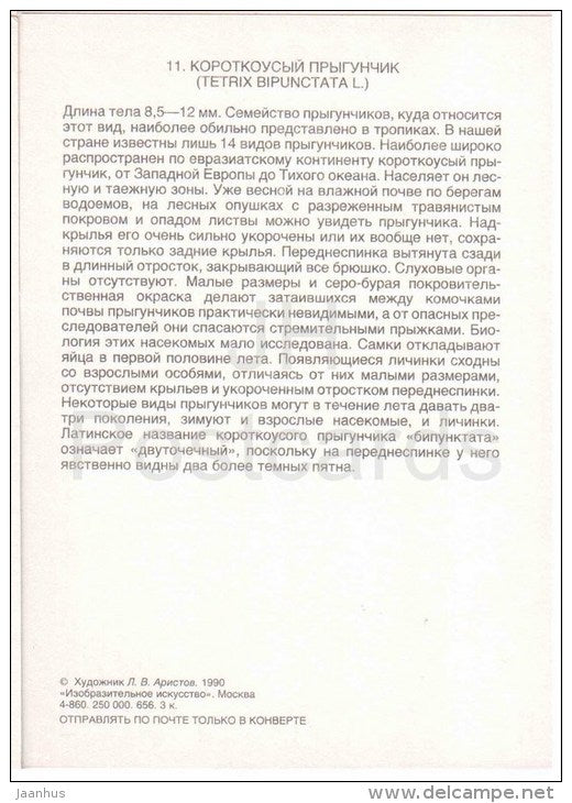 Tetrix bipunctata - Grasshopper - Cricket - insects - 1990 - Russia USSR - unused - JH Postcards