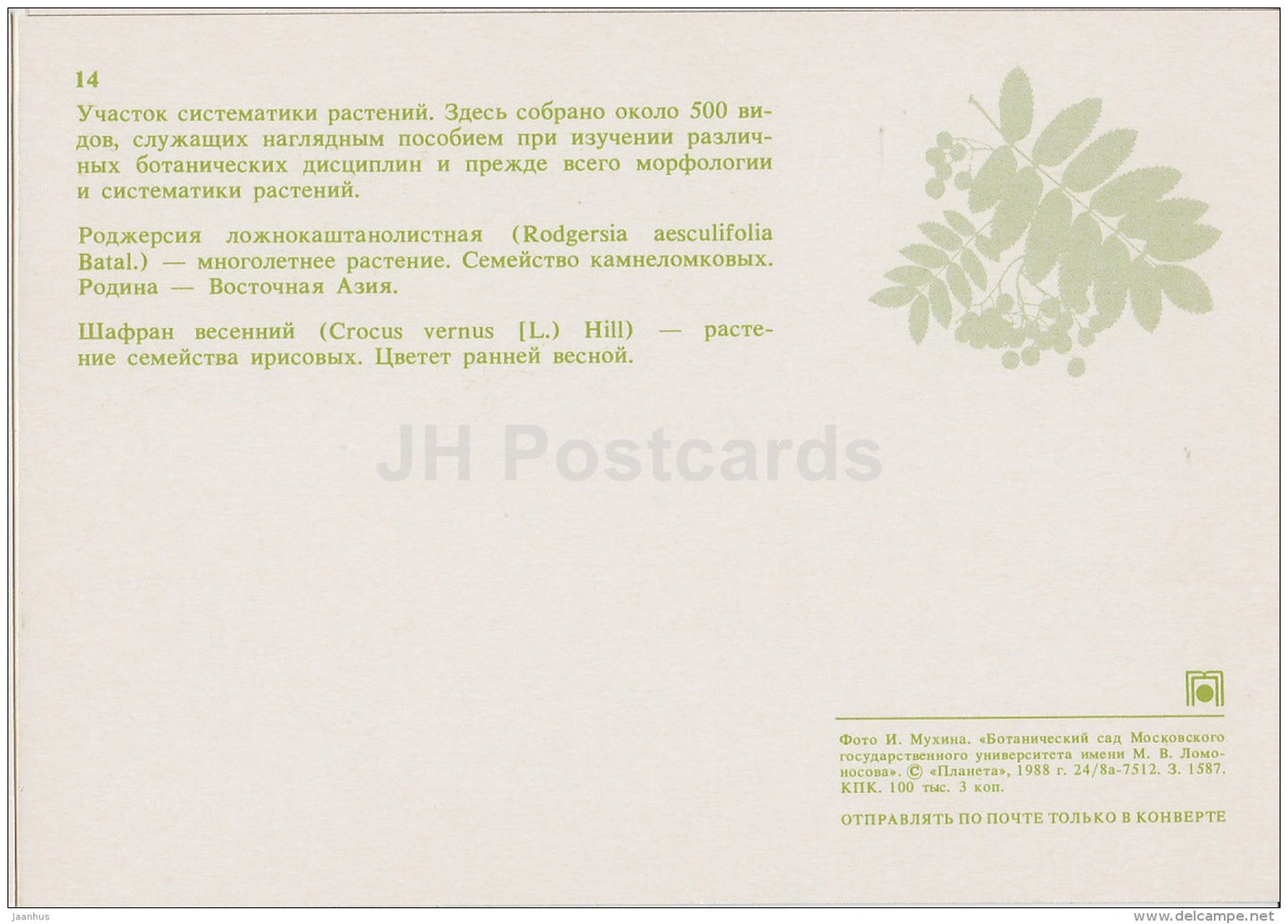 Rodgersia aesculifolia - Crocus vernus - Moscow Botanical Garden - 1988 - Russia USSR - unused - JH Postcards