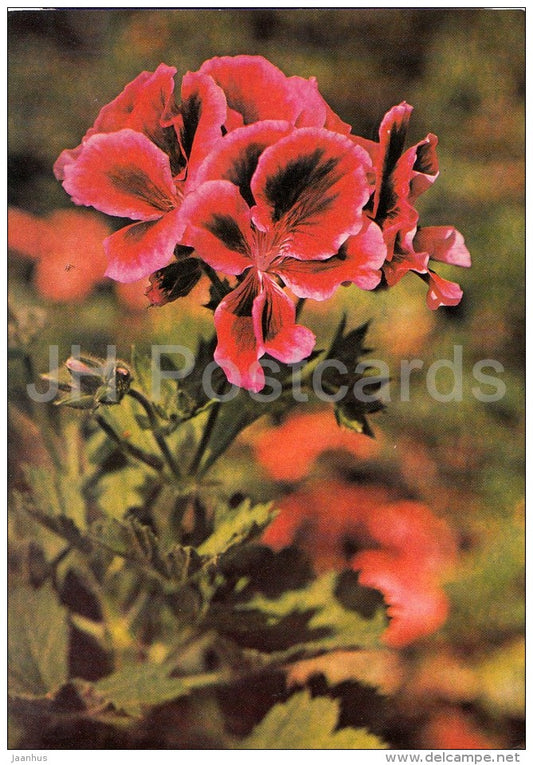 Dr Lambert - flowers - Geranium - 1985 - Czech - Czechoslovakia - unused - JH Postcards