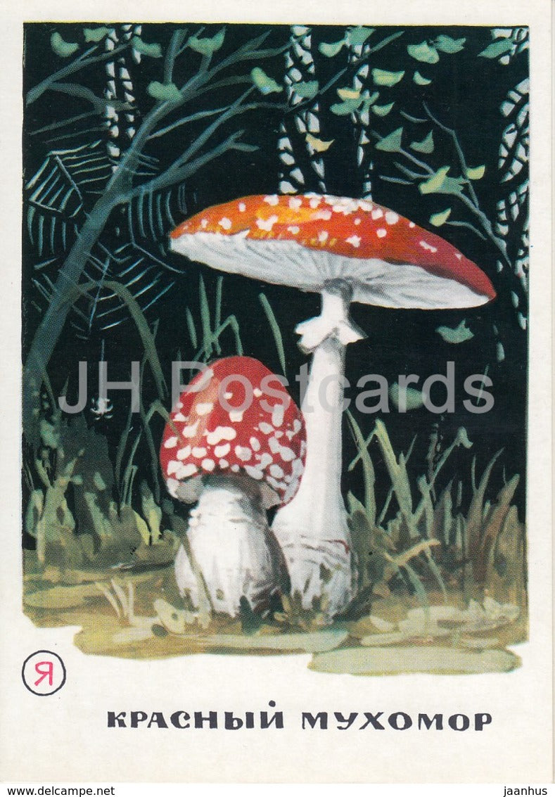 Fly agaric - mushrooms - illustration - 1971 - Russia USSR - unused - JH Postcards