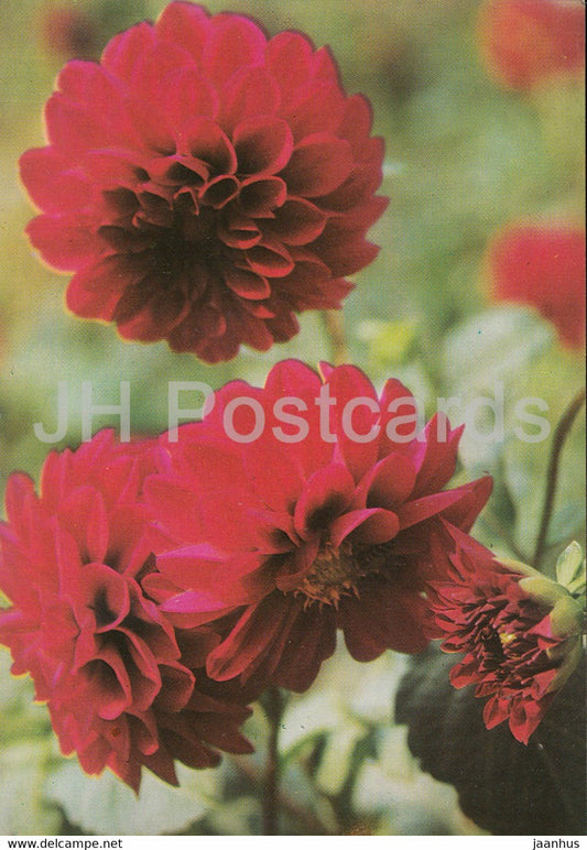 Dahlia - flowers - plants - Bulgaria - unused - JH Postcards
