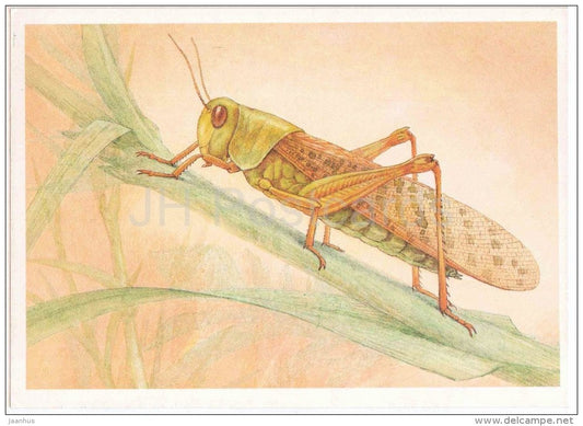 Migratory Locust , Locusta migratoria - Grasshopper - Cricket - insects - 1990 - Russia USSR - unused - JH Postcards