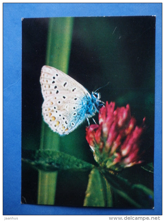 Common Blue - Polyommatus icarus - butterfly - insects - 1980 - Russia USSR - unused - JH Postcards