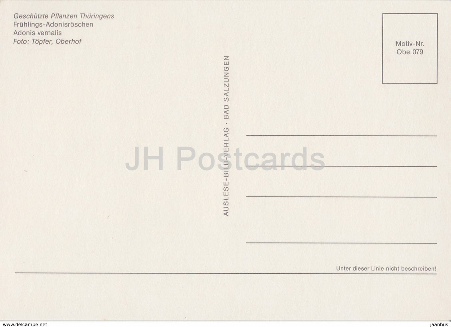 Adonis vernalis - Adonis vernalis - Geschutzte Pflanzen - Protected plants - DDR Germany - unused