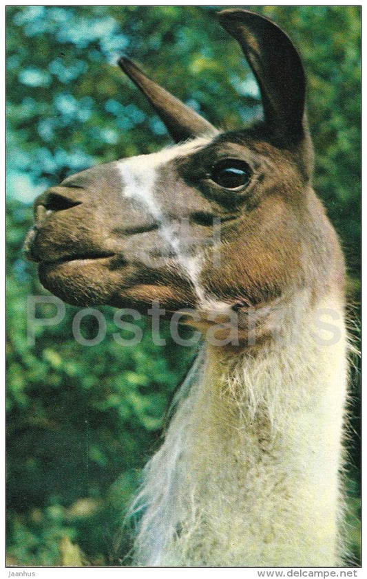 Llama - Lama glama - Zoo - 1976 - Russia USSR - unused - JH Postcards